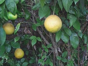 ���������� ��������