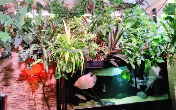 ����������� ������� � �������� - ����� ��� ����� ��� ����