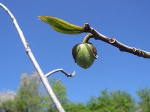 ����� �������