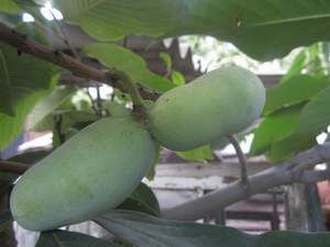 � �������� ������ �. �. �����������