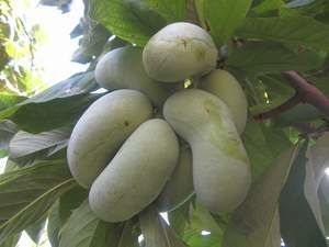 �������, ���� Grin River