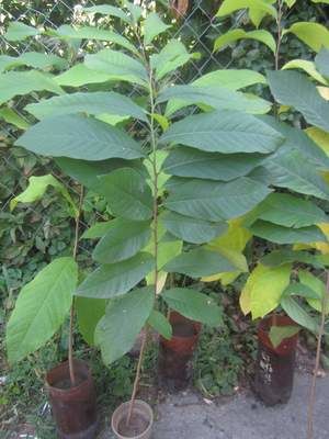 ������ �������