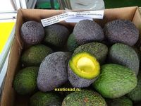 ���� ������� �����