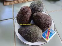 ���� ������� ����� - ������ �����