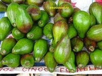 ���� ������� �����