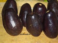 ���� ������� ���� �����