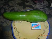 ���� ������� �������