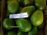 ���� ������� ������ 34�