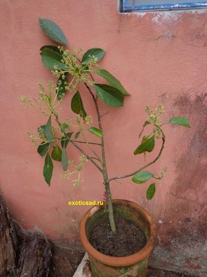 �������� � ������ �������, ���� �����-34