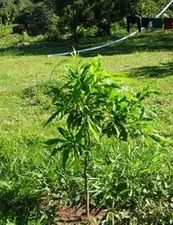 ������� ����.