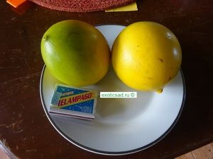 ���� - pouteria caimito.