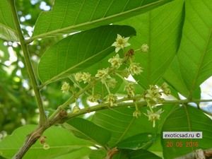 �������� ���.