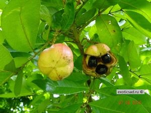 ��� - blighia sapida.