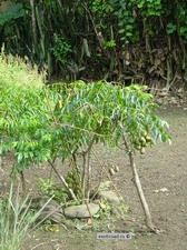 ��������� Dwarf