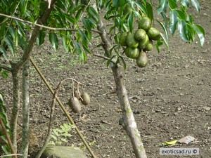 ��������� ���������� (Dwarf)