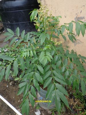 �������� ���������� ��������� � ����������