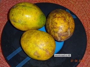 ��������� - spondias dulcis.