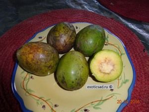 ������ ����� ���������