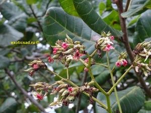 �������� �����