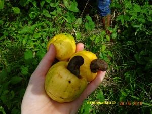 Ƹ���� �����