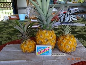 ���� ������� ����.