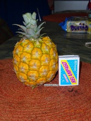 ���� ������� ����� ����.