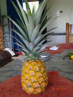 ���� ������� ������������ �������.