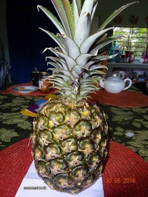 ���� ������� ����� ������.