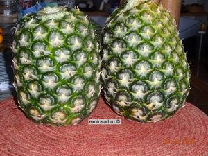 ���� ������� ������ �����.