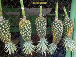 ������ ����� ������