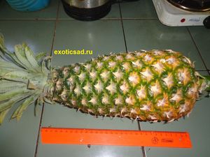 ���� ������� ����� ������