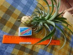 �������� ������ - ��������� ������.