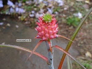 �������� ����������� �������.