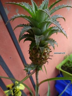 ���� ����������� �������.