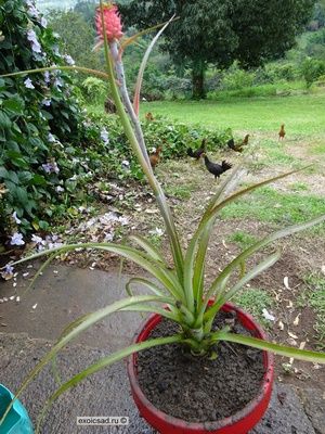 ���������� ������.