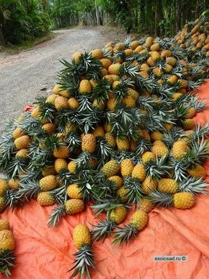 ���� ������ �������