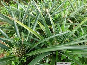 ������� �������.