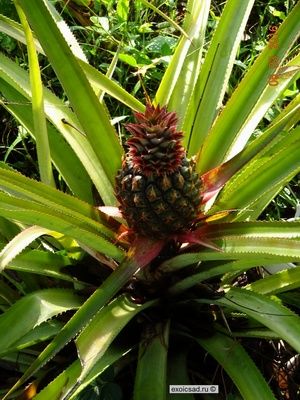 ������� ���� �������