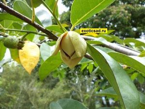 ������ ������ �����