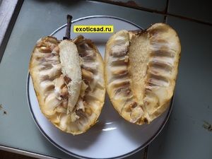 ���� ������ ����� � �������