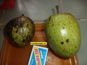 ������ ������ ������ �����