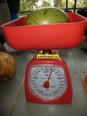 ��� ����� ������ �����