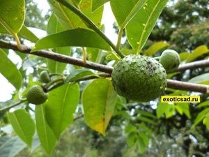 ������� ����� ������ �����