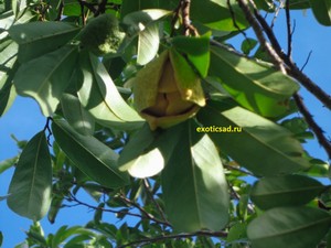 ������ ������ �������