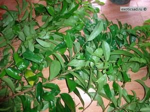 ������ ������ �������