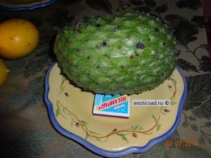������ ������� - annona muricata