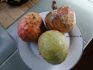 ������ �������� - �nnona reticulata