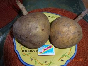 ����� ������ ��������