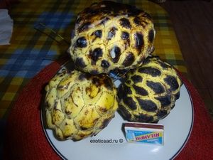 ������ ���������� - �nnona sguamosa