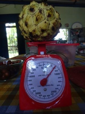 ��� ����� ������ ����������